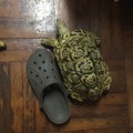 非洲白豹紋龜