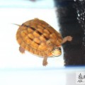 test 2011-06-17