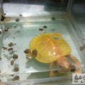 新入錯甲白化BB