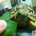 小丙
