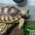 忌廉豬