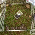 26/8觀塘區哂龜