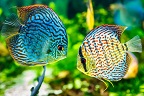 魚類及水族生物