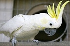 鳥類