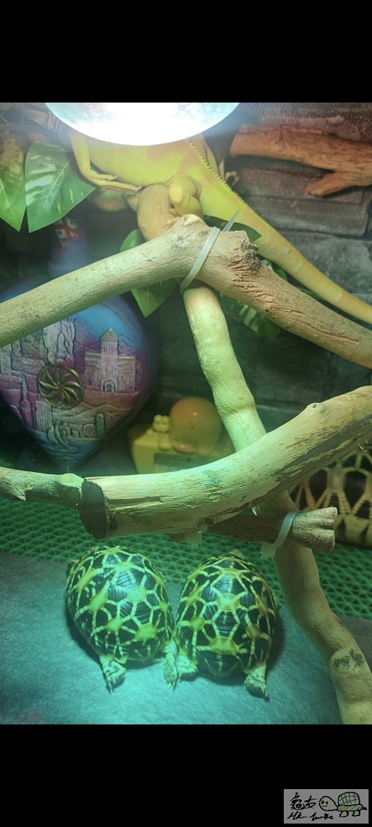 Screenshot_20221220_110258_Gallery.jpg